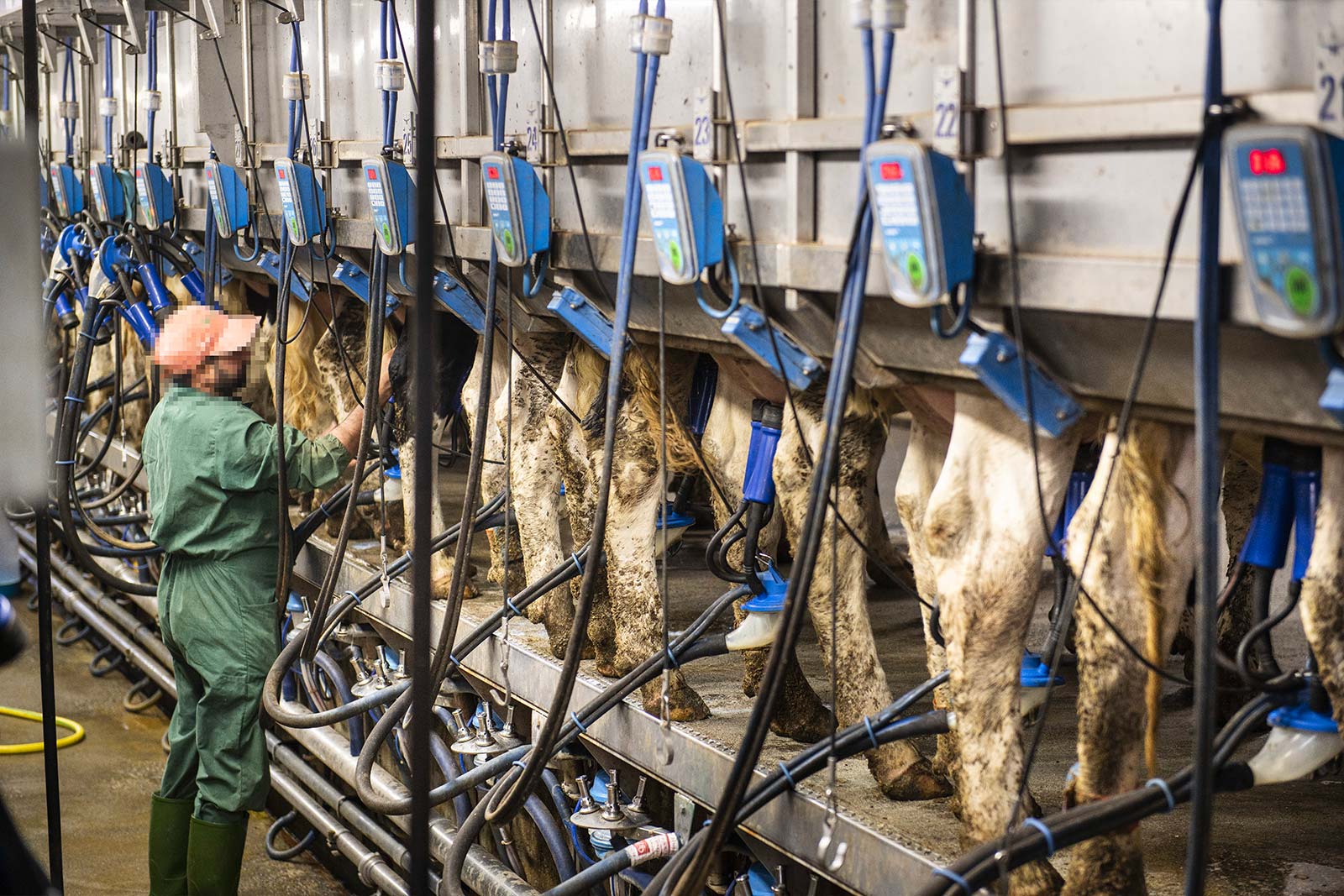 La matière première:  le lait 